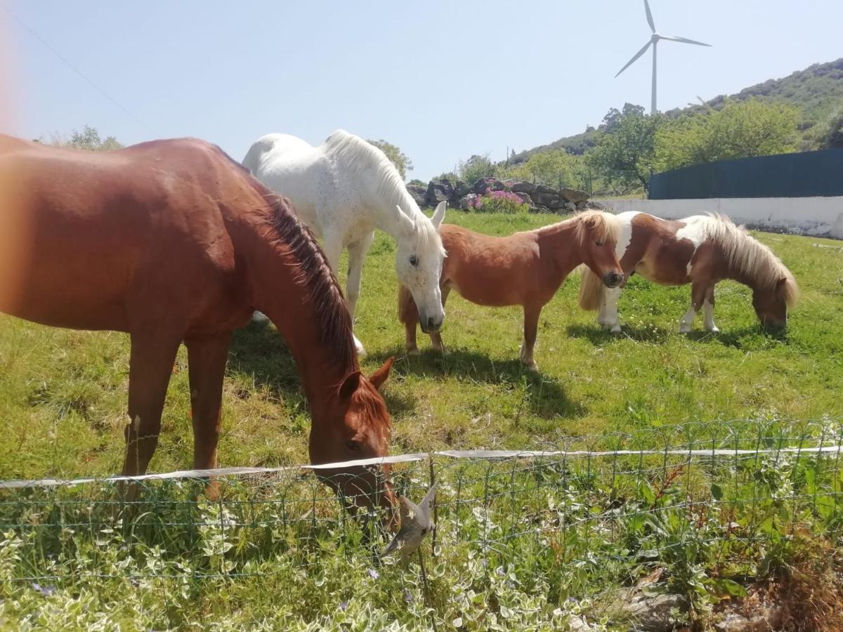 Casinha de férias no campo - Quintinha dos Cavalos - Arruda dos Vinhos Sabugos Exterior foto