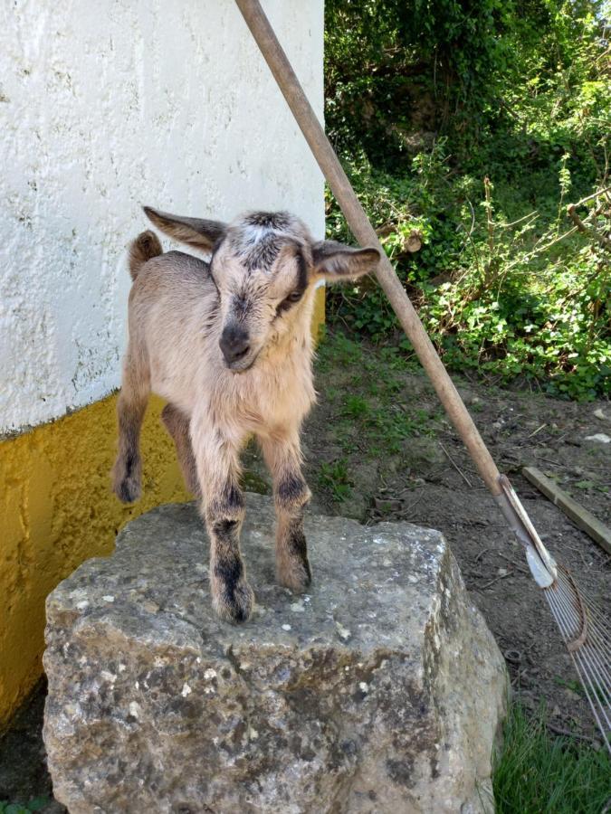 Casinha de férias no campo - Quintinha dos Cavalos - Arruda dos Vinhos Sabugos Exterior foto